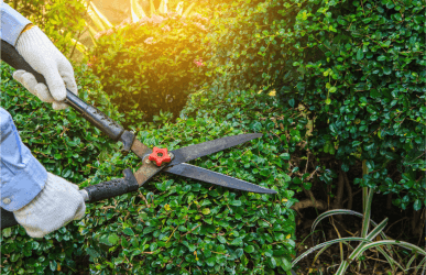 Shrub And Tree Trimming